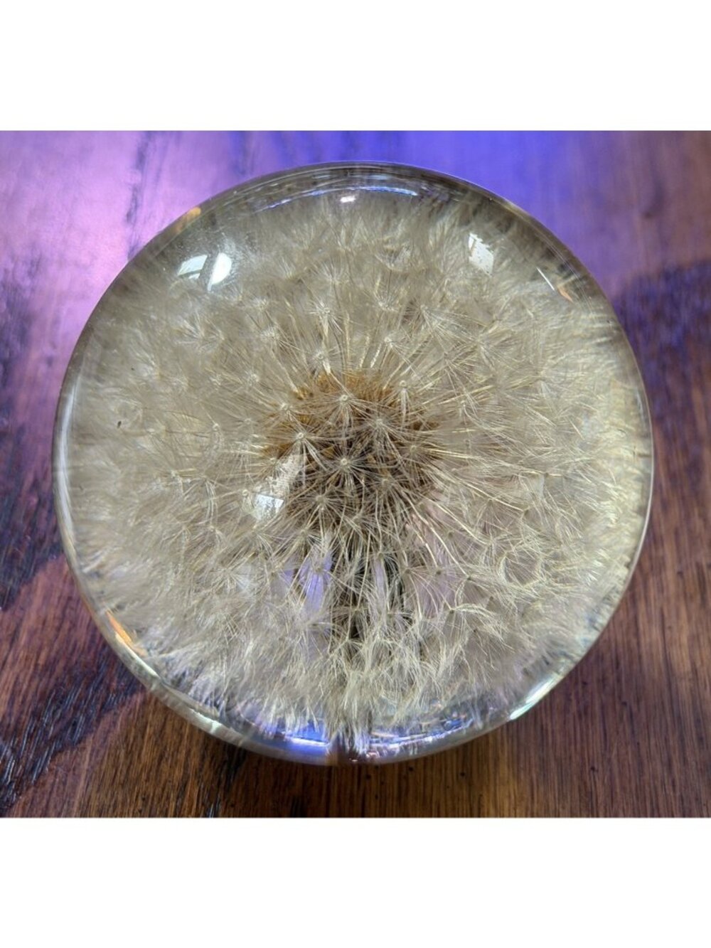 Hafod Grange Dandelion Seed Head Resin Paperweight England Botanical